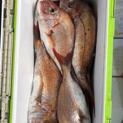 フィッシング キッタカ 釣果