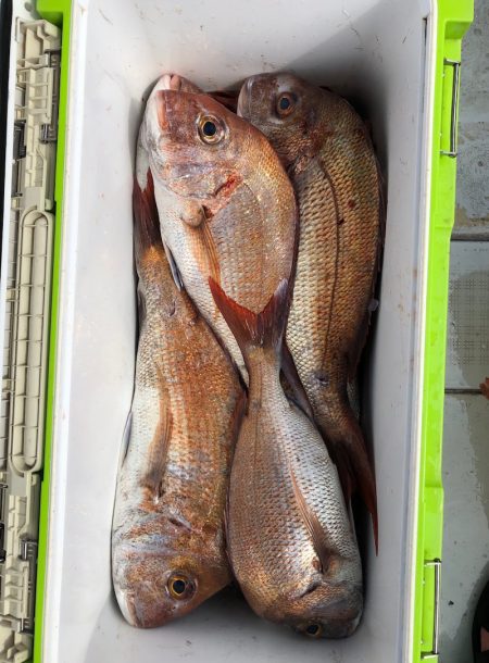 フィッシング キッタカ 釣果