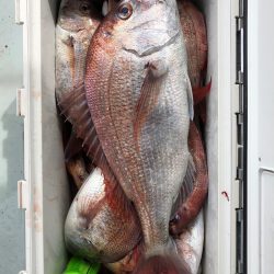 フィッシング キッタカ 釣果