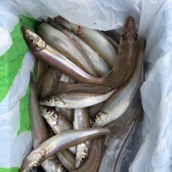 フィッシング　キッタカ 釣果