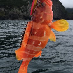 渡船屋たにぐち 釣果