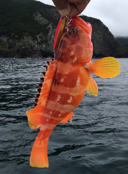 渡船屋たにぐち 釣果