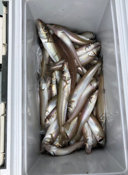 フィッシング　キッタカ 釣果