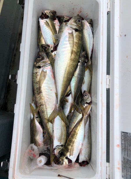 フィッシング　キッタカ 釣果