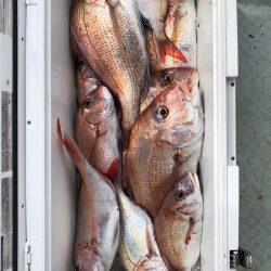 フィッシング キッタカ 釣果