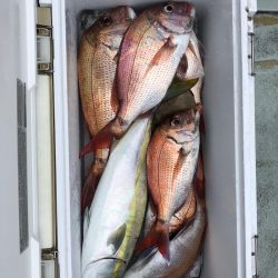 フィッシング　キッタカ 釣果