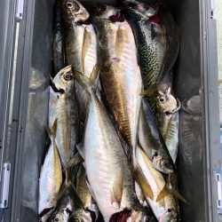 フィッシング キッタカ 釣果