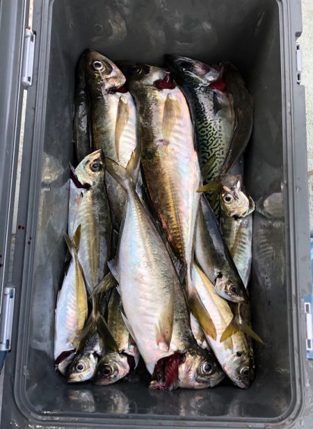 フィッシング キッタカ 釣果