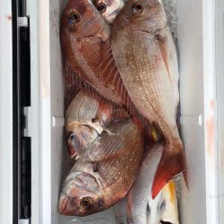 フィッシング キッタカ 釣果