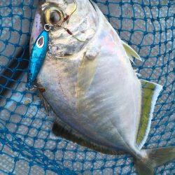 渡船屋たにぐち 釣果