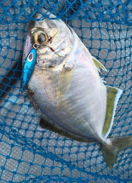 渡船屋たにぐち 釣果