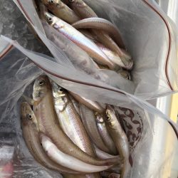 フィッシング　キッタカ 釣果