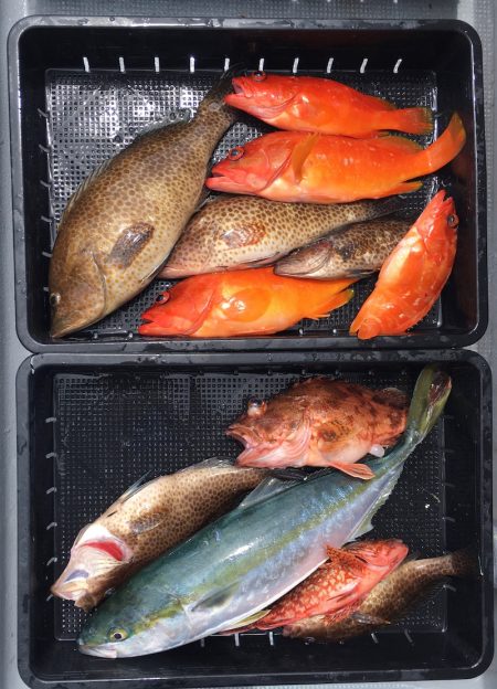 渡船屋たにぐち 釣果