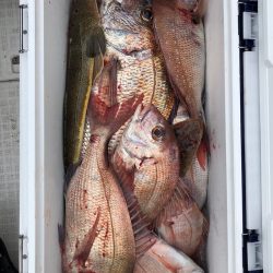 フィッシング キッタカ 釣果