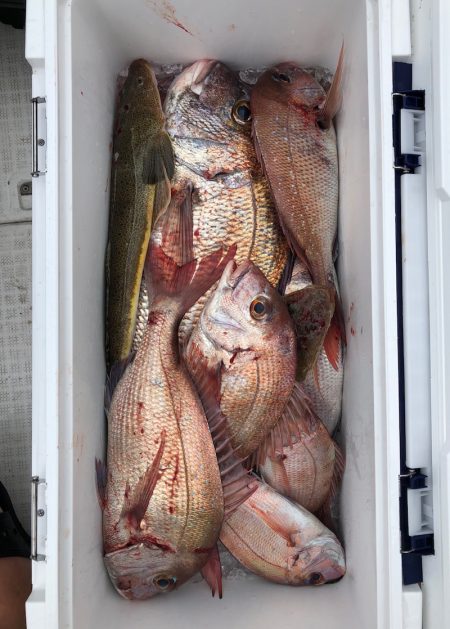 フィッシング キッタカ 釣果