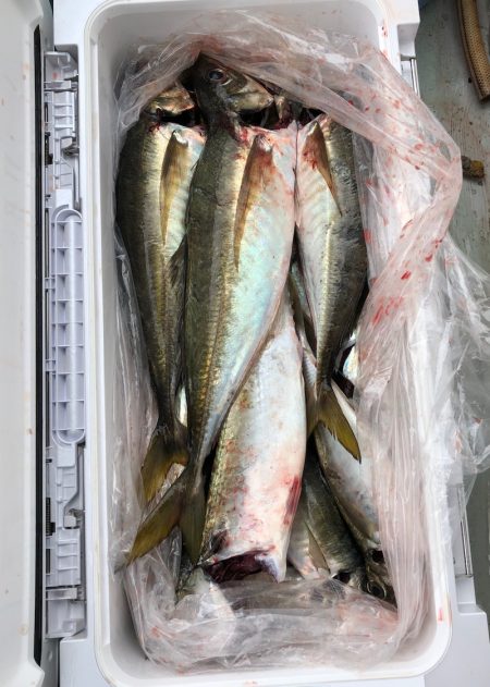 フィッシング キッタカ 釣果