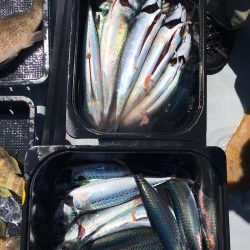 渡船屋たにぐち 釣果