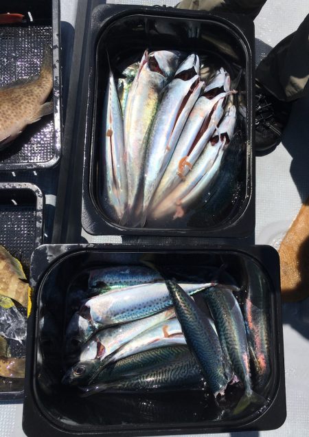渡船屋たにぐち 釣果