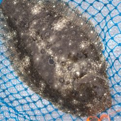 渡船屋たにぐち 釣果