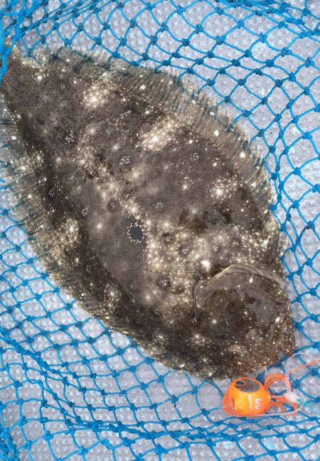 渡船屋たにぐち 釣果