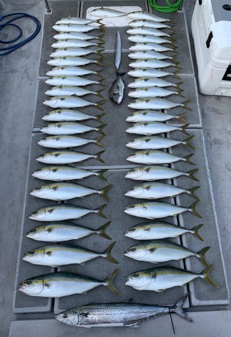 SeaRide(シーライド) 釣果