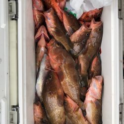 フィッシング　キッタカ 釣果