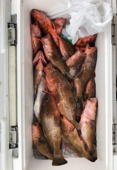 フィッシング　キッタカ 釣果