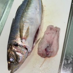 釣人家 釣果