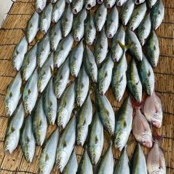 釣人家 釣果
