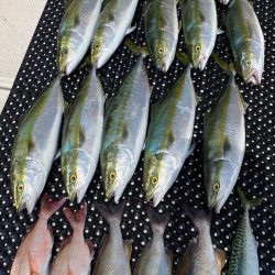 釣人家 釣果