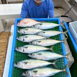 釣人家 釣果