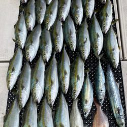 釣人家 釣果
