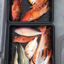 渡船屋たにぐち 釣果