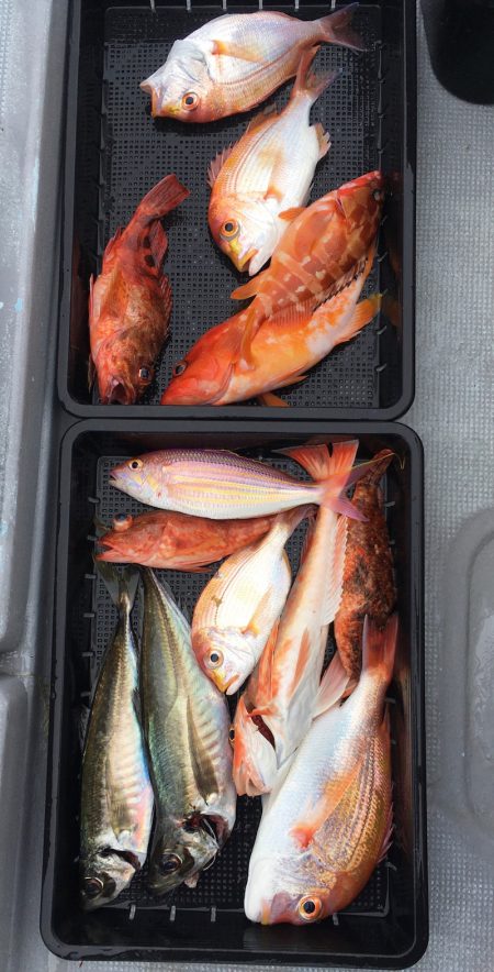 渡船屋たにぐち 釣果