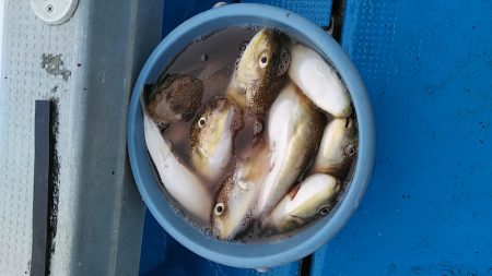 フィッシングガイド りょう 釣果