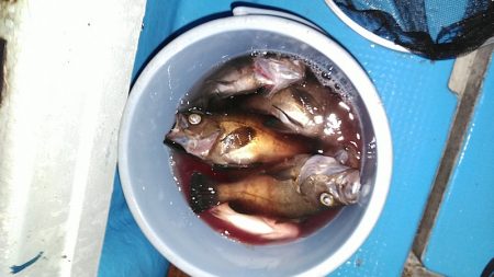 フィッシングガイド りょう 釣果