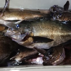 フィッシングガイド りょう 釣果