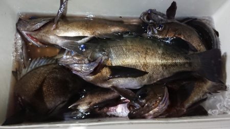 フィッシングガイド りょう 釣果