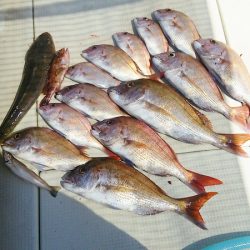 マリンガイド福丸 釣果