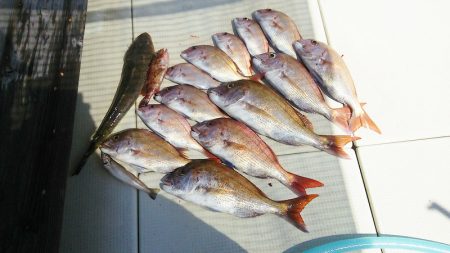 マリンガイド福丸 釣果