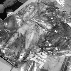 South Current 釣果