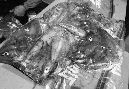 South Current 釣果