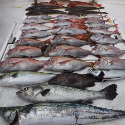 JDI Racing シールズマリンレジャー 釣果