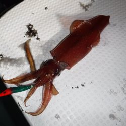 BlueNote Fishing Taxi 釣果