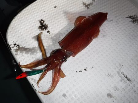 BlueNote Fishing Taxi 釣果