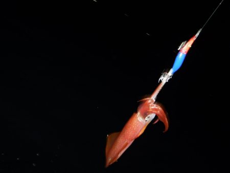 BlueNote Fishing Taxi 釣果