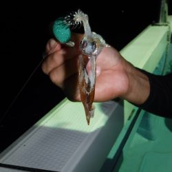 BlueNote Fishing Taxi 釣果