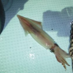 BlueNote Fishing Taxi 釣果