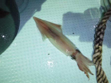 BlueNote Fishing Taxi 釣果