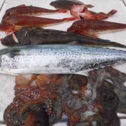 JDI Racing シールズマリンレジャー 釣果